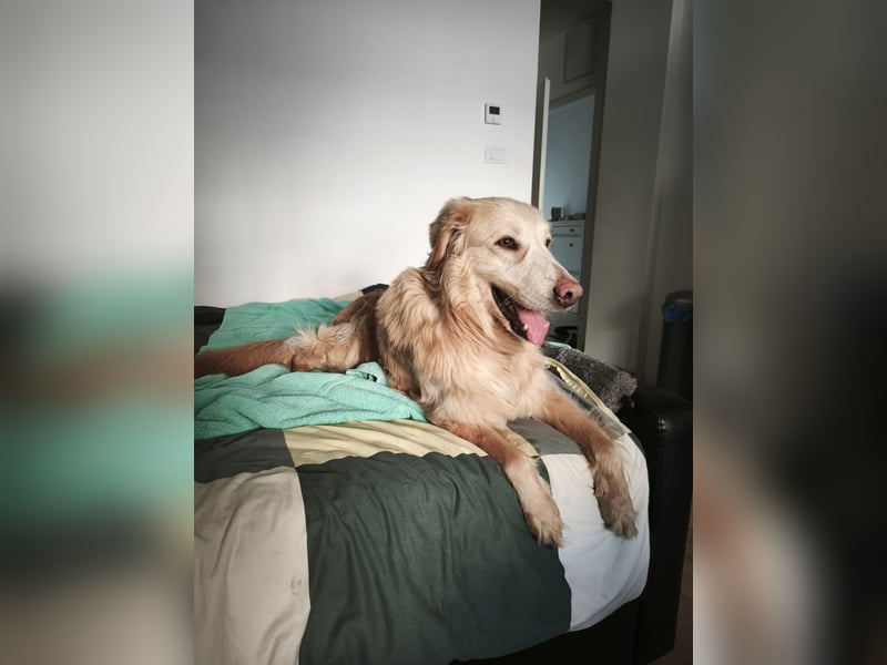 Golden Retrievermischling Raffi sucht ein Zuhause