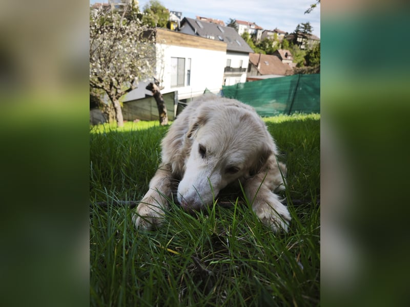 Golden Retrievermischling Raffi sucht ein Zuhause