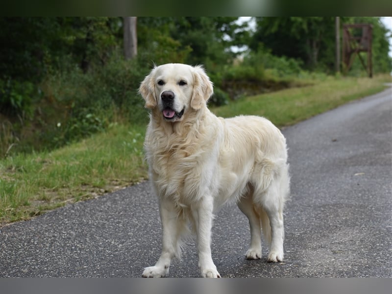 Deckrüde Golden Retriever mit DRC- und FCI- AHNENTAFEL