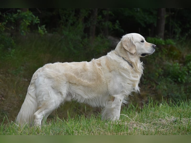 Deckrüde Golden Retriever mit DRC- und FCI- AHNENTAFEL