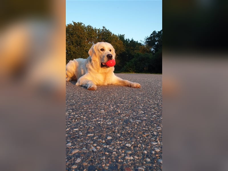 Deckrüde Golden Retriever mit DRC- und FCI- AHNENTAFEL
