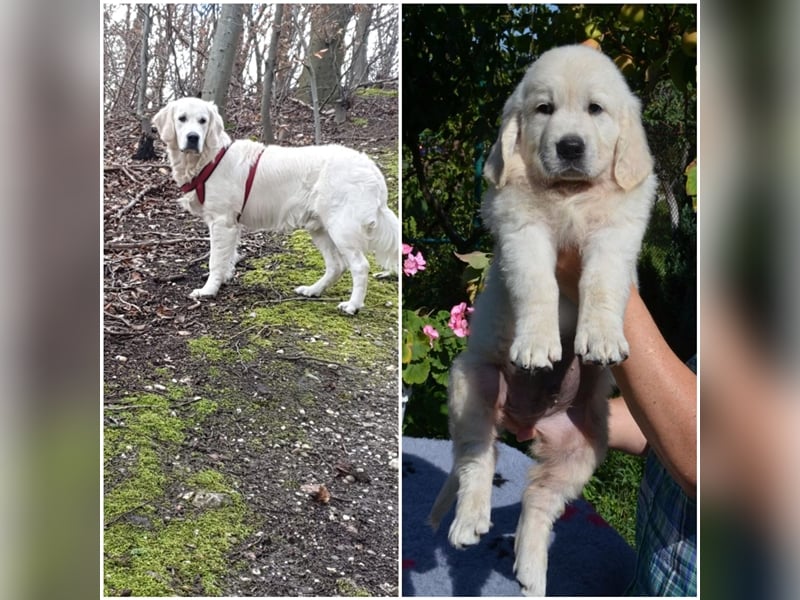 Deckrüde Golden Retriever mit DRC- und FCI- AHNENTAFEL