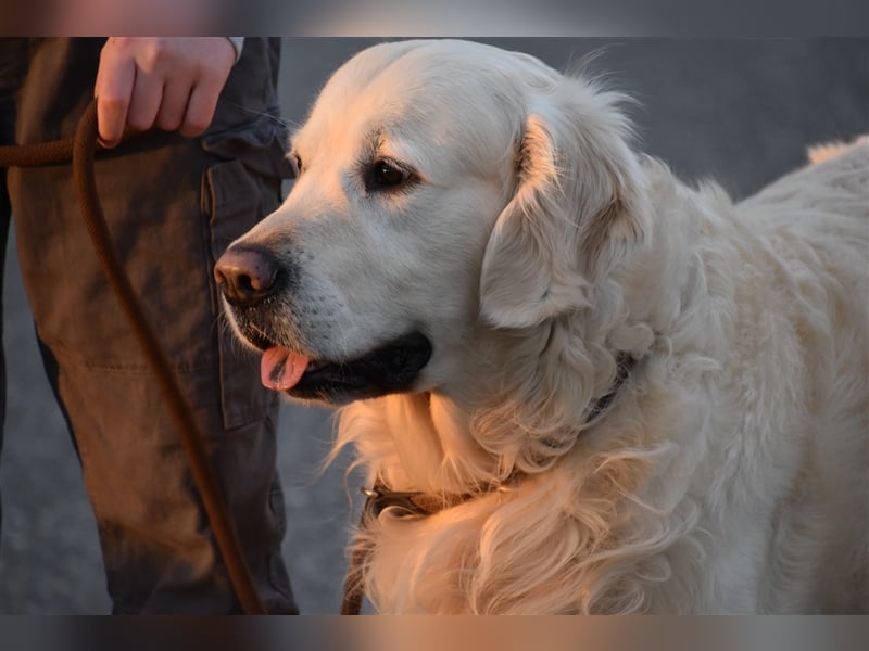 Deckrüde Golden Retriever mit DRC- und FCI- AHNENTAFEL