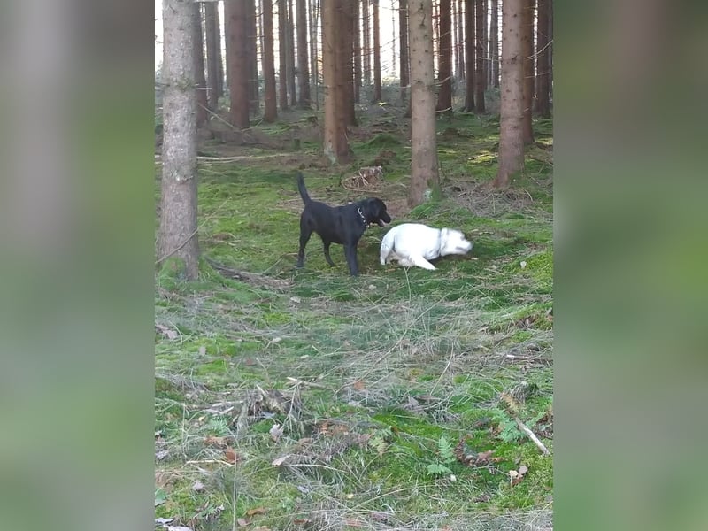 2 Mischling goldenretriever- Labrador Rüden 6 Jahre alt