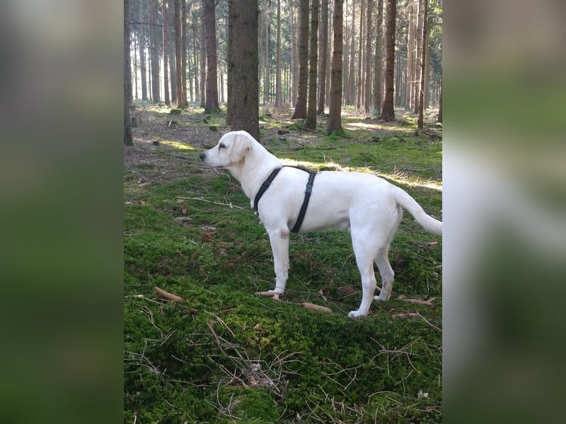 2 Mischling goldenretriever- Labrador Rüden 6 Jahre alt