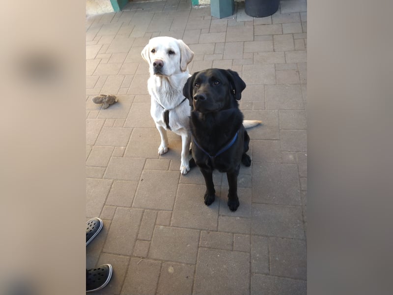 2 Mischling goldenretriever- Labrador Rüden 6 Jahre alt