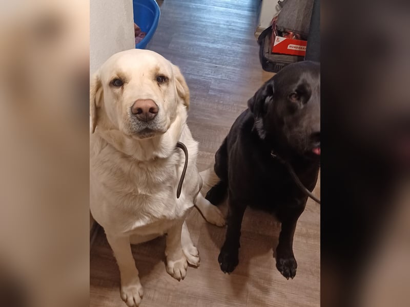 2 Mischling goldenretriever- Labrador Rüden 6 Jahre alt