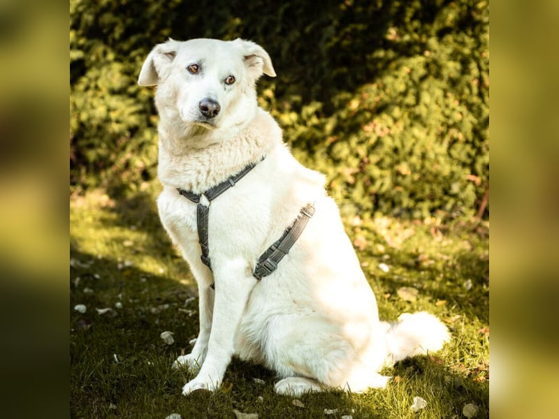 Brix - will geliebt werden - Tierhilfe Franken e.V.