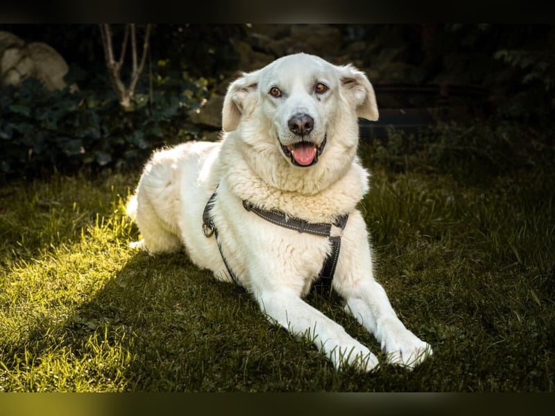 Brix - will geliebt werden - Tierhilfe Franken e.V.