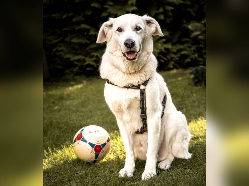 Brix - will geliebt werden - Tierhilfe Franken e.V.