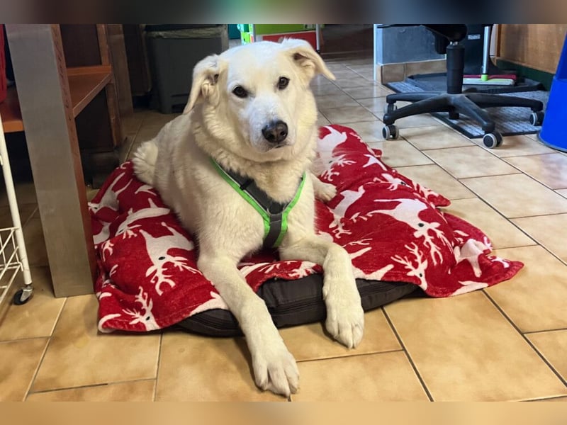 Brix - will geliebt werden - Tierhilfe Franken e.V.