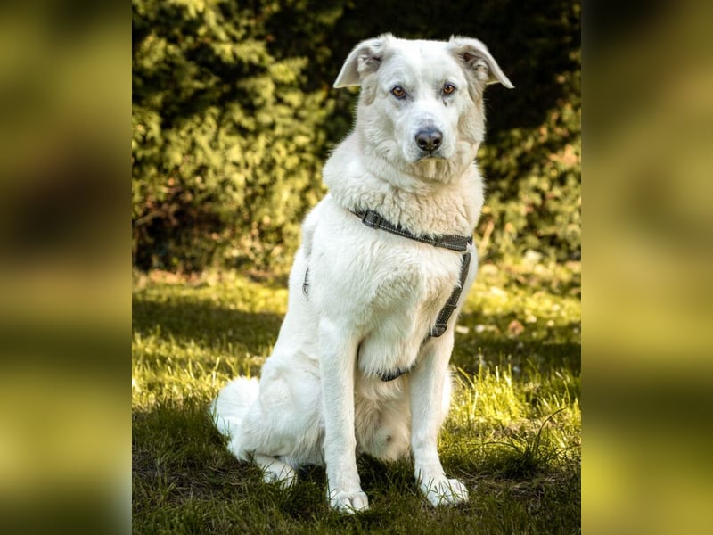 Brix - will geliebt werden - Tierhilfe Franken e.V.