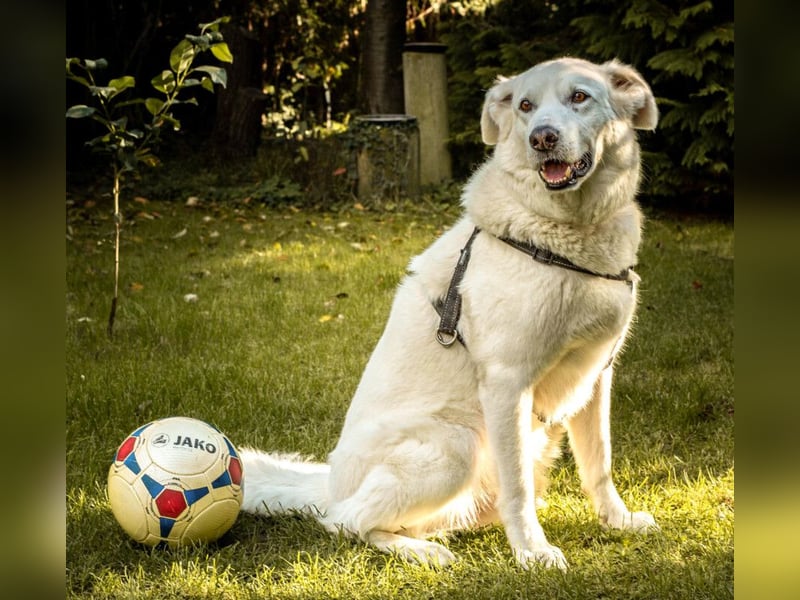 Brix - will geliebt werden - Tierhilfe Franken e.V.