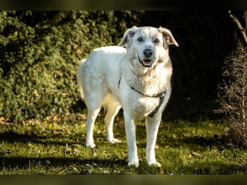 Brix - will geliebt werden - Tierhilfe Franken e.V.