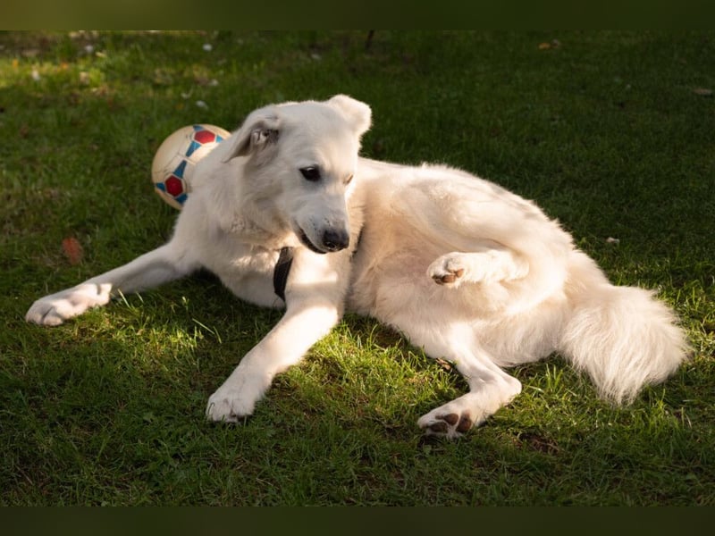 Brix - will geliebt werden - Tierhilfe Franken e.V.