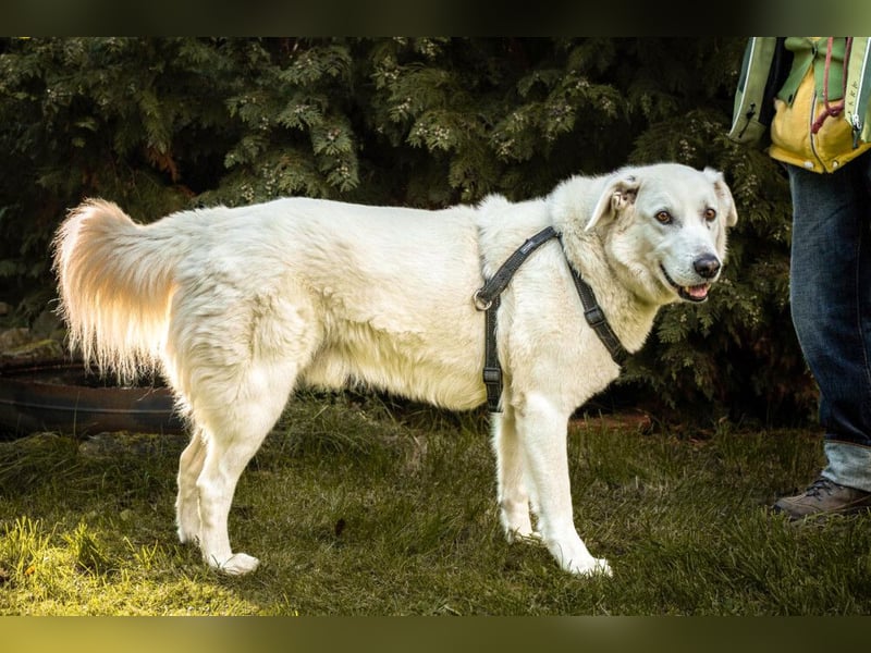 Brix - will geliebt werden - Tierhilfe Franken e.V.