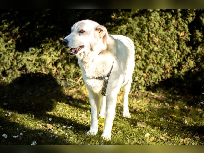 Brix - will geliebt werden - Tierhilfe Franken e.V.