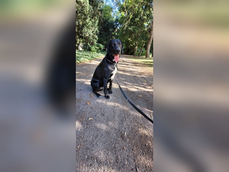 Goldenen Retriever/ Weimeraner