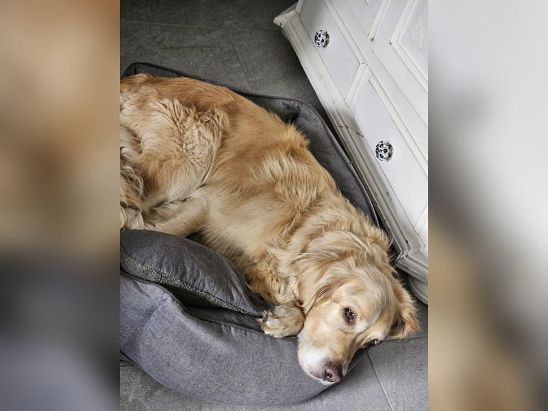 Golden Retriever Mischlings-Rüde Fridolin sucht ein Zuhause