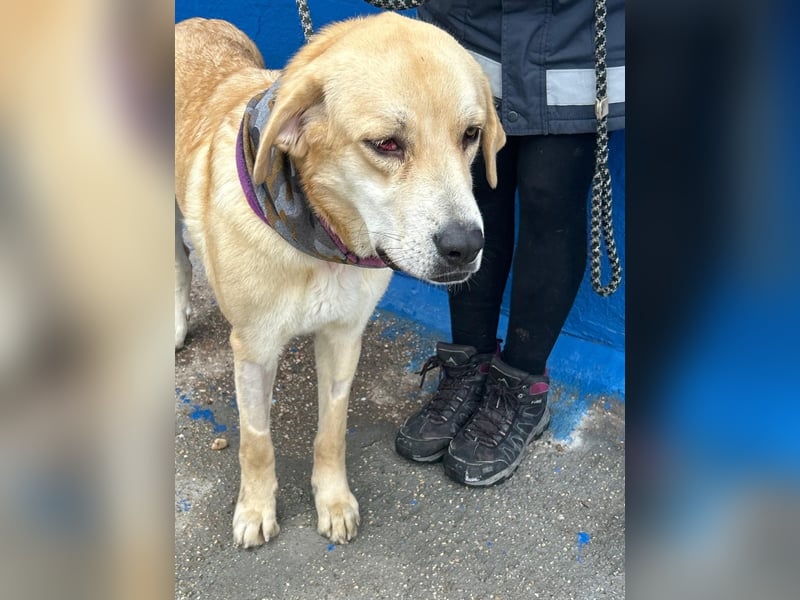 Dolce, ein großes Mädchen sucht ihre Familie