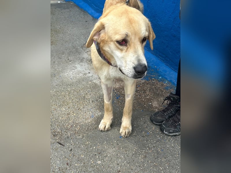 Dolce, ein großes Mädchen sucht ihre Familie