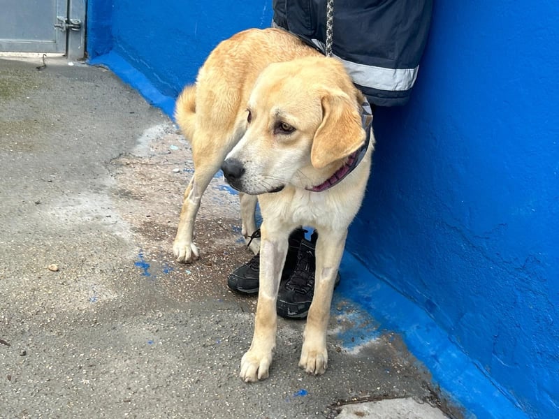 Dolce, ein großes Mädchen sucht ihre Familie