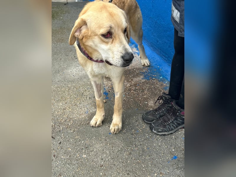 Dolce, ein großes Mädchen sucht ihre Familie