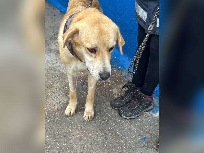 Dolce, ein großes Mädchen sucht ihre Familie