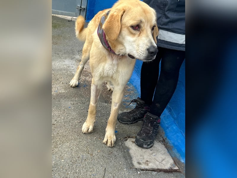 Dolce, ein großes Mädchen sucht ihre Familie