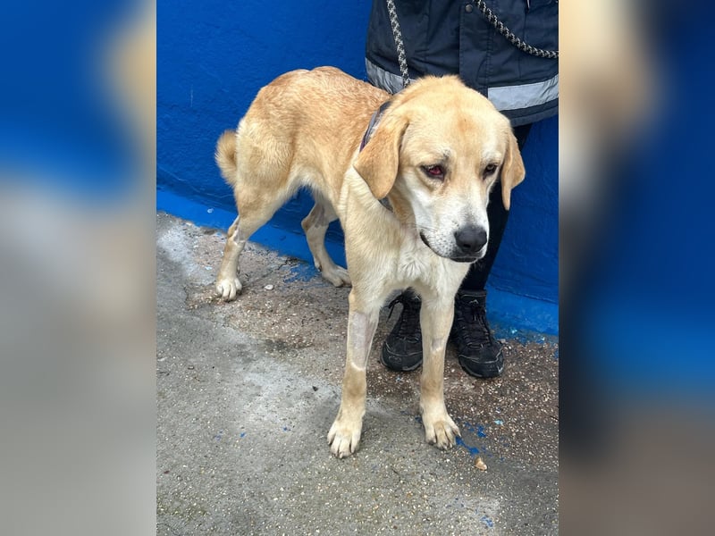 Dolce, ein großes Mädchen sucht ihre Familie