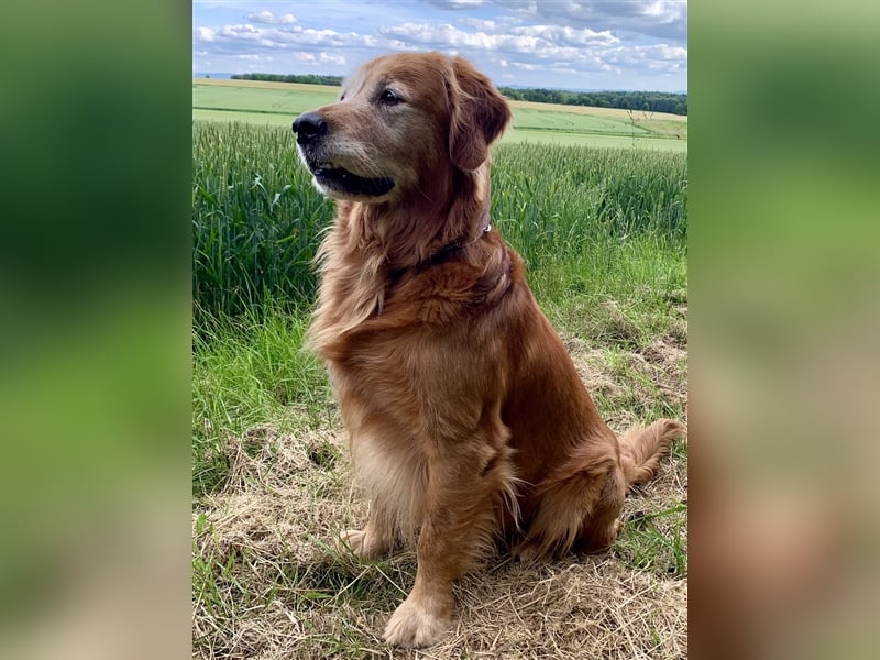 Außergewöhnlicher Deckrüde Red-Fox Golden Retriever mit bestem Wesen & starker Vererbung