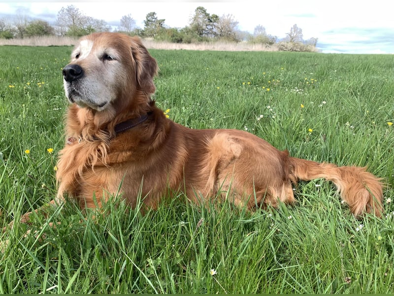 Außergewöhnlicher Deckrüde Red-Fox Golden Retriever mit bestem Wesen & starker Vererbung