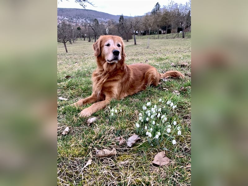 Außergewöhnlicher Deckrüde Red-Fox Golden Retriever mit bestem Wesen & starker Vererbung
