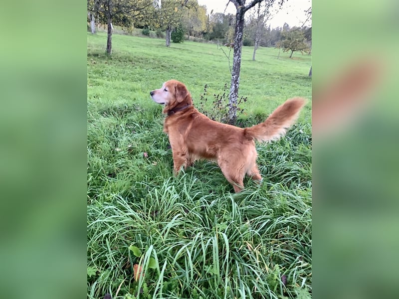 Außergewöhnlicher Deckrüde Red-Fox Golden Retriever mit bestem Wesen & starker Vererbung