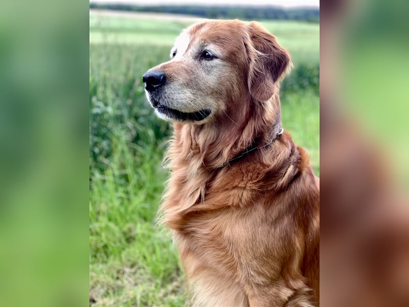 Außergewöhnlicher Deckrüde Red-Fox Golden Retriever mit bestem Wesen & starker Vererbung