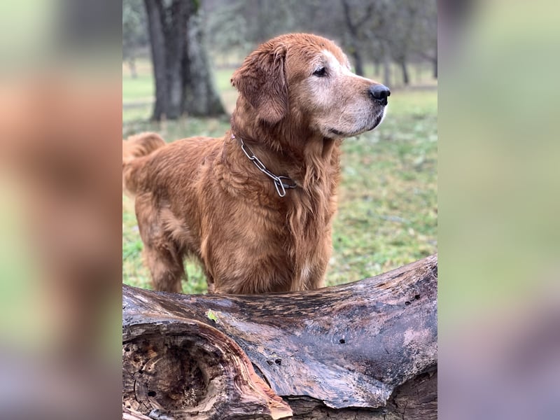 Außergewöhnlicher Deckrüde Red-Fox Golden Retriever mit bestem Wesen & starker Vererbung