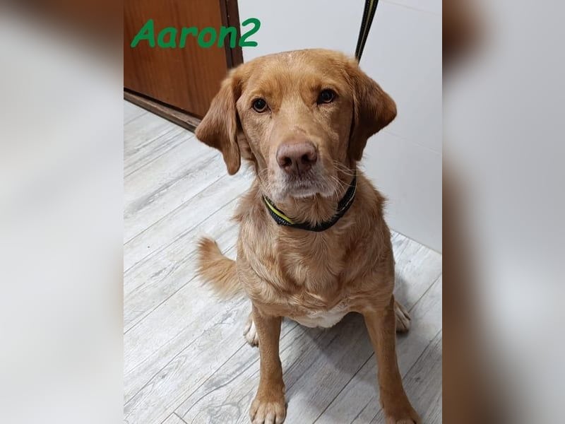Aaron2 geb. 01/2020 (ESP-Pflegestelle) - geselliger, sozialer Labrador-Golden-Retriever-Mischling!