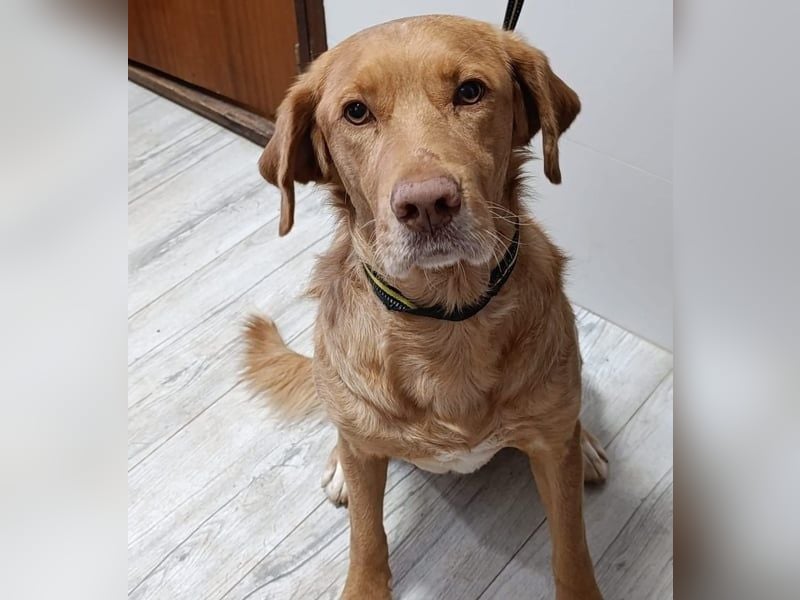 Aaron2 geb. 01/2020 (ESP-Pflegestelle) - geselliger, sozialer Labrador-Golden-Retriever-Mischling!