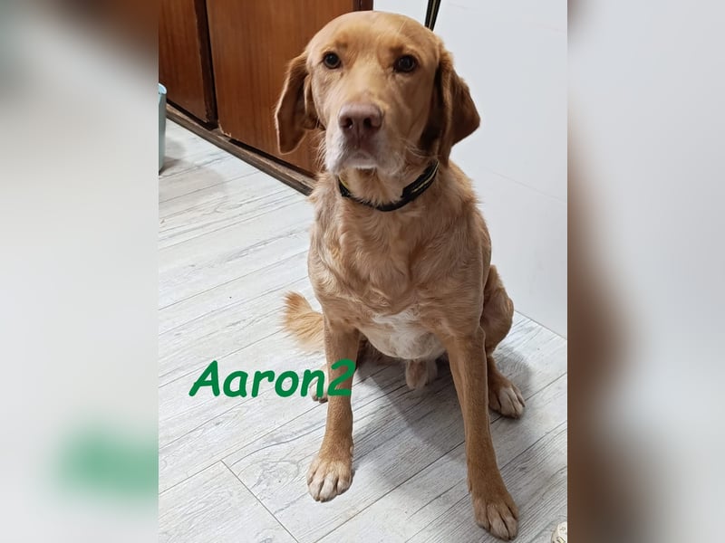Aaron2 geb. 01/2020 (ESP-Pflegestelle) - geselliger, sozialer Labrador-Golden-Retriever-Mischling!