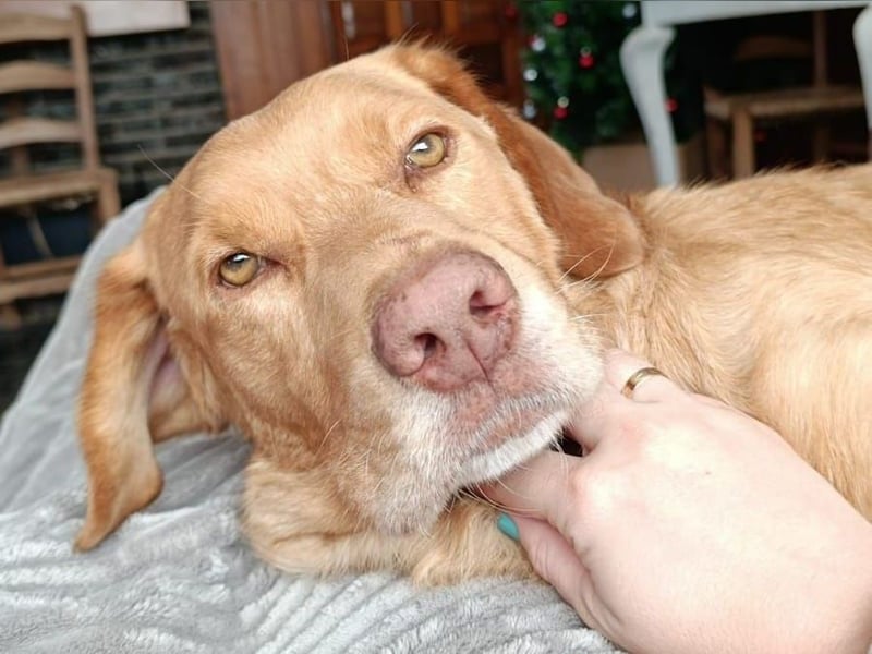 Aaron2 geb. 01/2020 (ESP-Pflegestelle) - geselliger, sozialer Labrador-Golden-Retriever-Mischling!