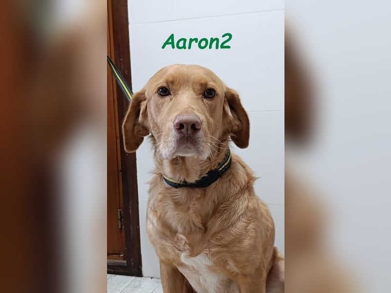 Aaron2 geb. 01/2020 (ESP-Pflegestelle) - geselliger, sozialer Labrador-Golden-Retriever-Mischling!