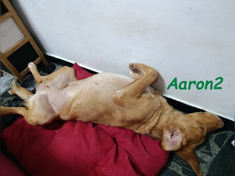 Aaron2 geb. 01/2020 (ESP-Pflegestelle) - geselliger, sozialer Labrador-Golden-Retriever-Mischling!