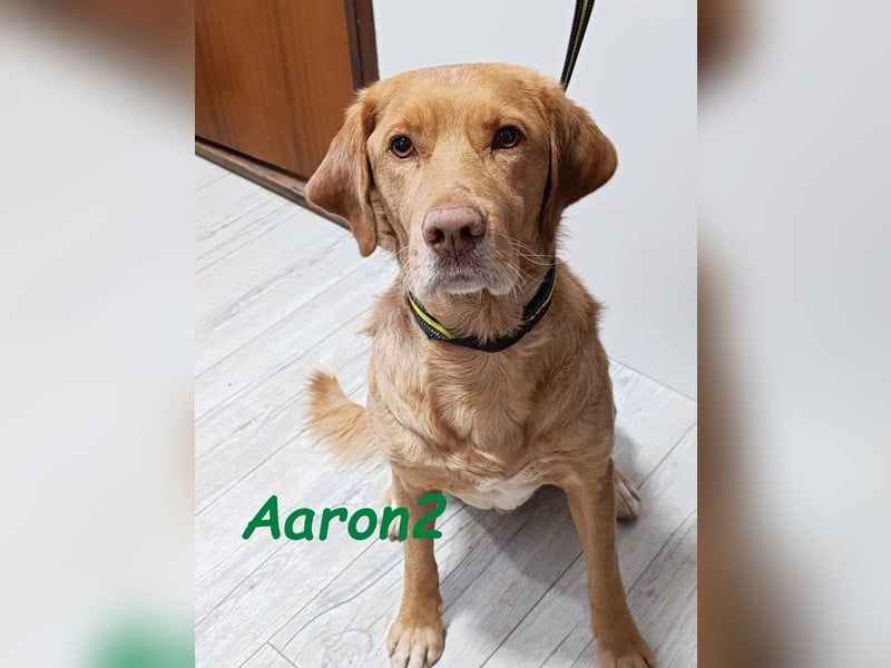Aaron2 geb. 01/2020 (ESP-Pflegestelle) - geselliger, sozialer Labrador-Golden-Retriever-Mischling!