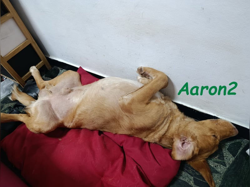 Aaron2 geb. 01/2020 (ESP-Pflegestelle) - geselliger, sozialer Labrador-Golden-Retriever-Mischling!