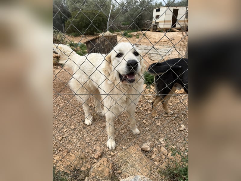 ADA sucht ihr  FÜR - IMMER - ZUHAUSE