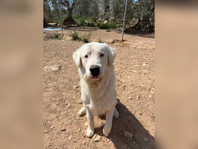 Leroy – freundlicher Riese sucht sein Zuhause 