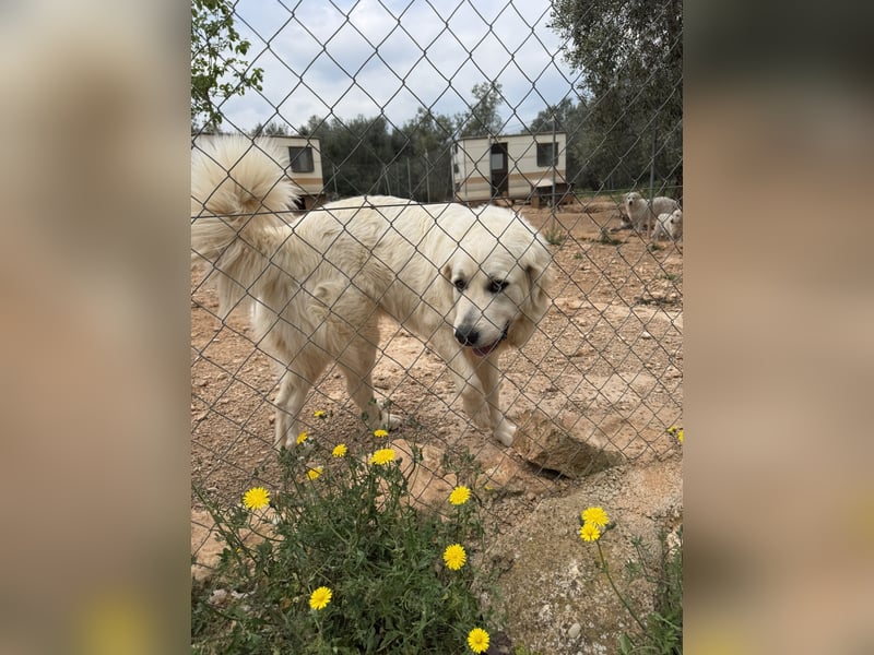 ADA sucht ihr  FÜR - IMMER - ZUHAUSE