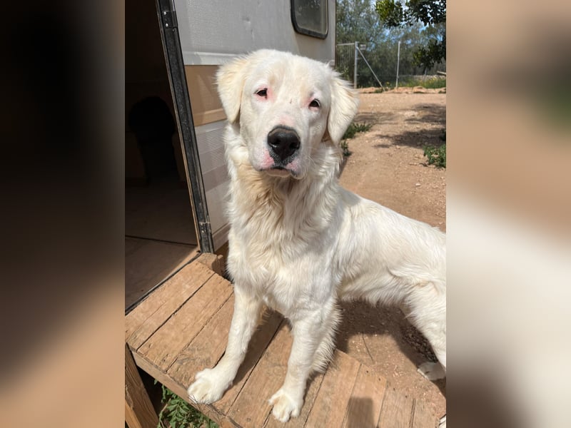 Leroy – freundlicher Riese sucht sein Zuhause 