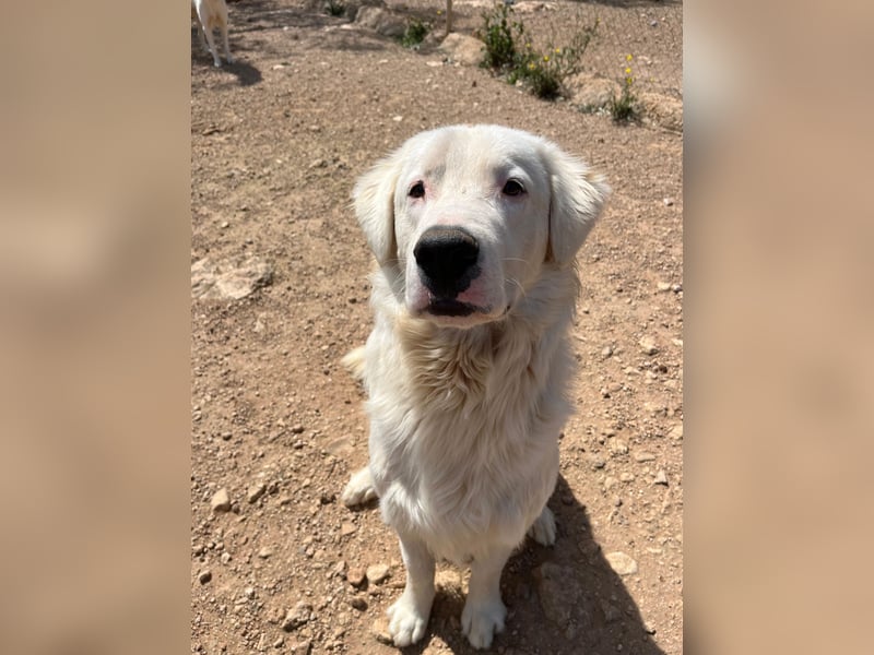 Leroy – freundlicher Riese sucht sein Zuhause 