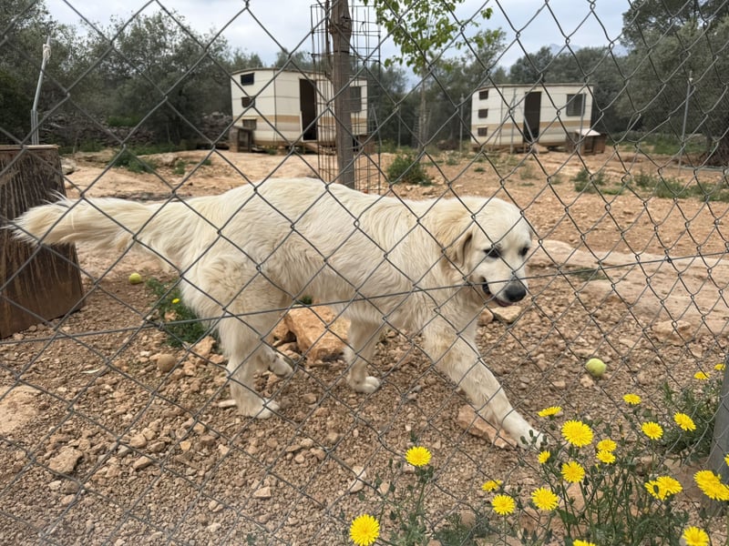 ADA sucht ihr  FÜR - IMMER - ZUHAUSE